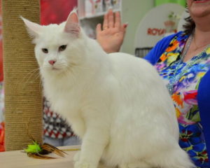 grooming-white-maine-coon