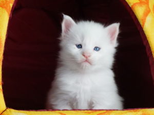 Котенок мейн-кун в возрасте 3 недели