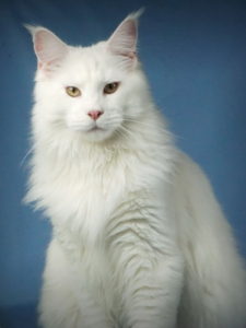 white maine coon